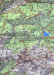 schonberg_mapa.jpg (295593 bytes)